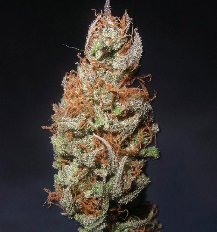 Island Sweet Skunk – Next Generation Seeds
