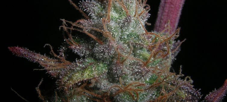 Romulan