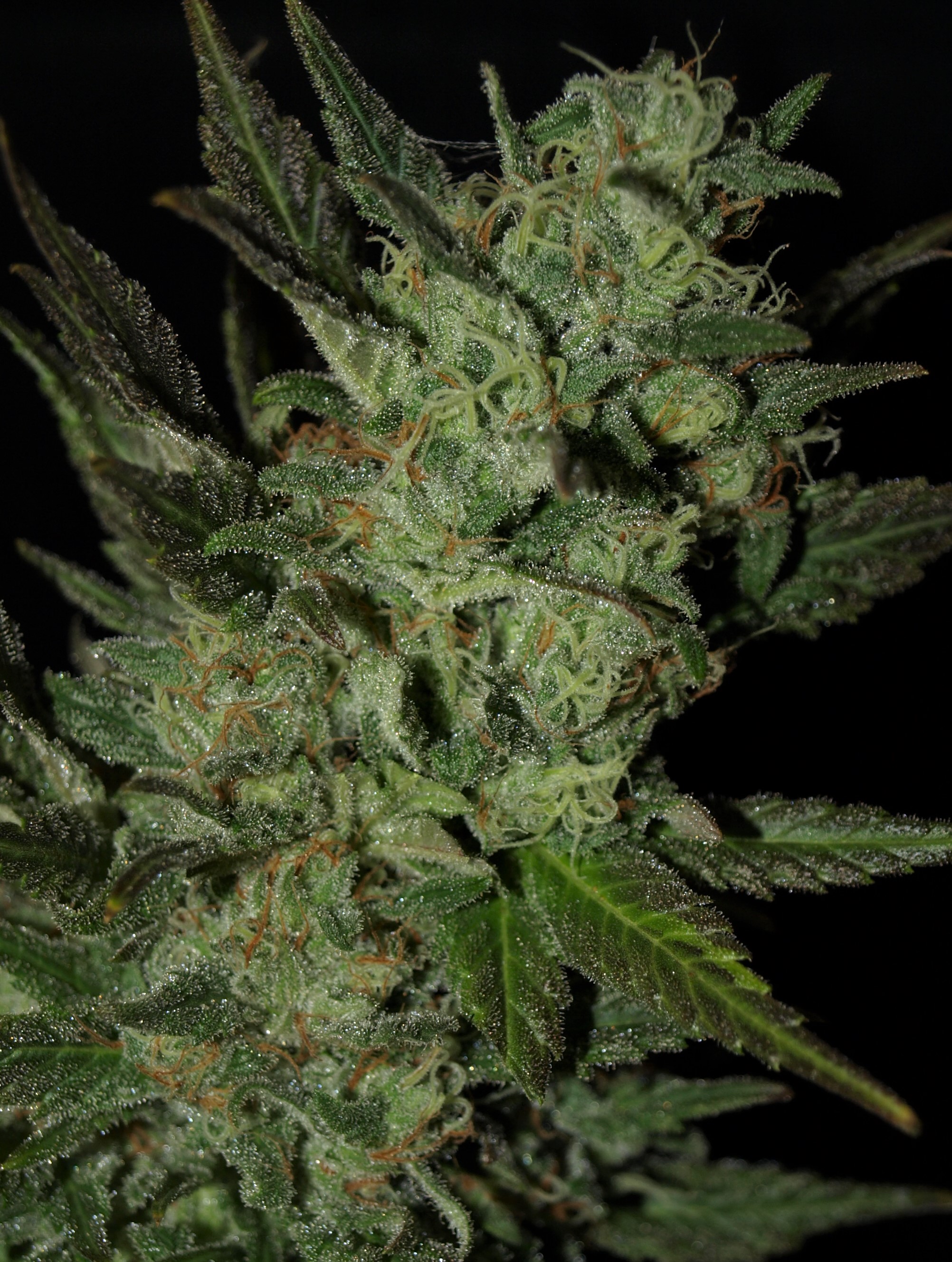 Grapefruit Haze Next Generation Seeds