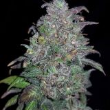 Grapegod #1