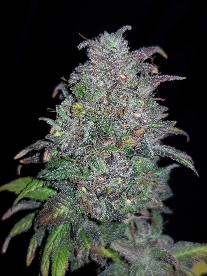 Grapegod #1 – Next Generation Seeds