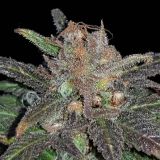 Grapegod #2