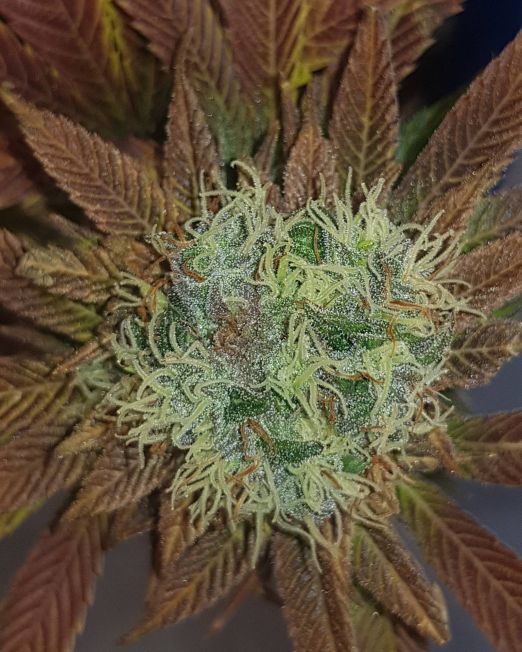 Red Romulan