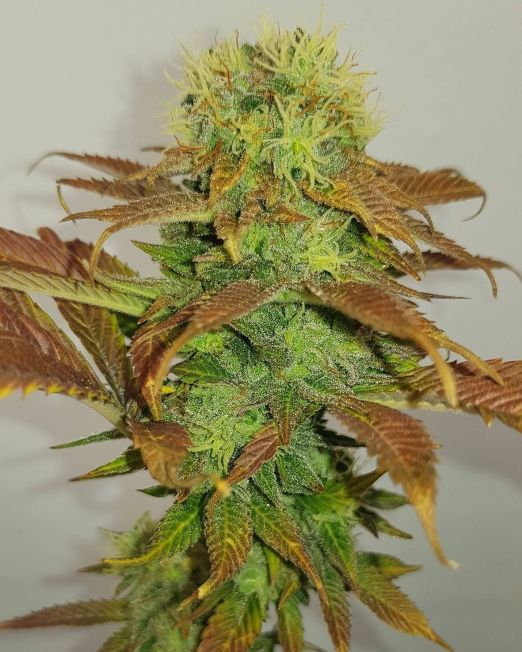 Red Romulan